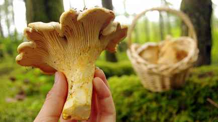 А вы знали, что лисички нельзя ни жарить, ни солить? Эксперты объяснили, почему