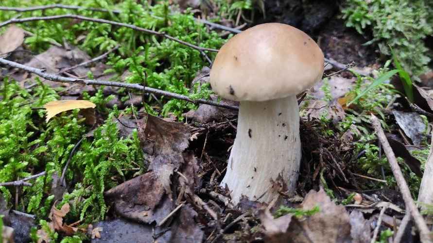 Фото: t.me/grybybelarus