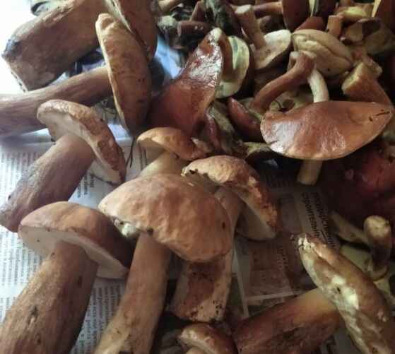 Фото: t.me/grybybelarus