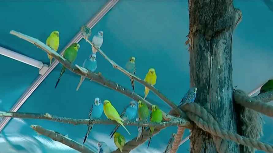 Скриншот с видео