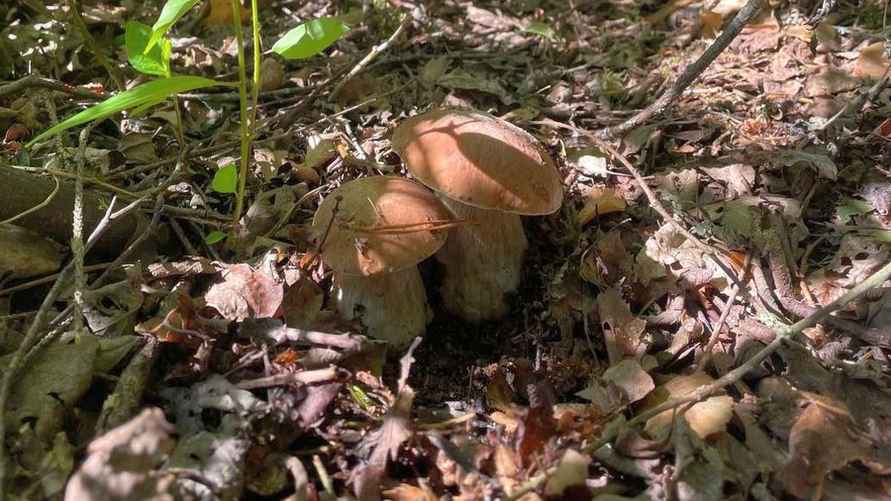 Фото: t.me/grybybelarus