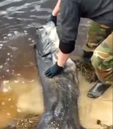 Скриншот с видео