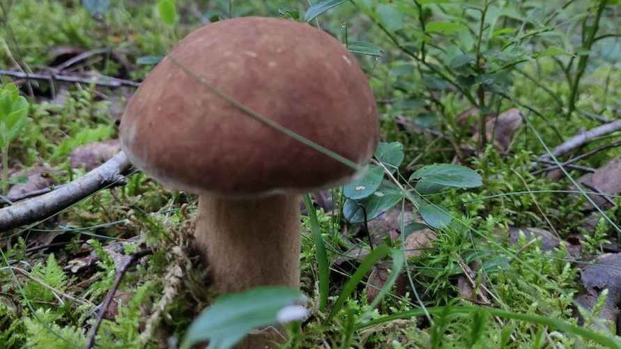 Фото: t.me/grybybelarus