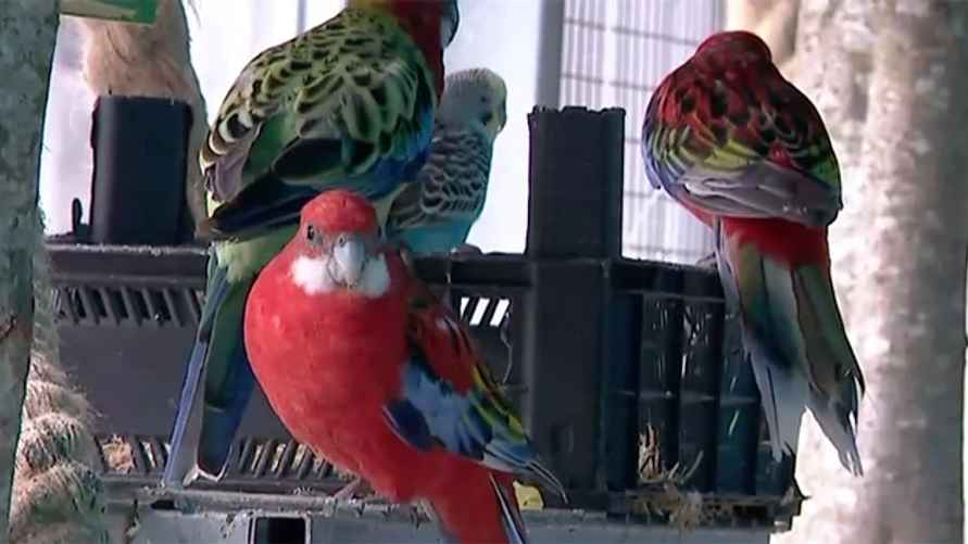 Скриншот с видео