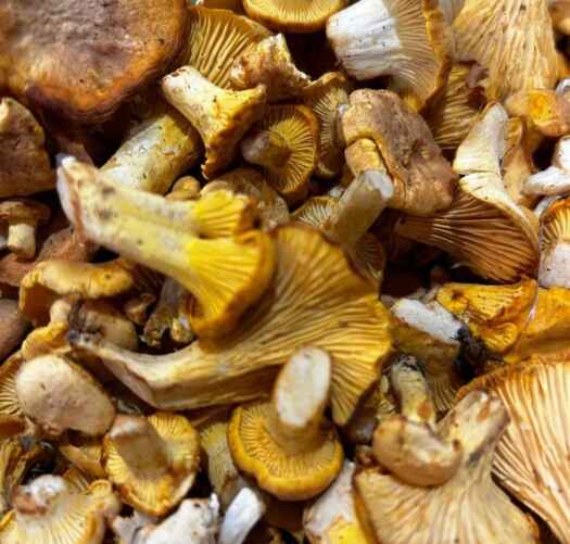 Фото: t.me/grybybelarus