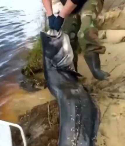 Скриншот с видео