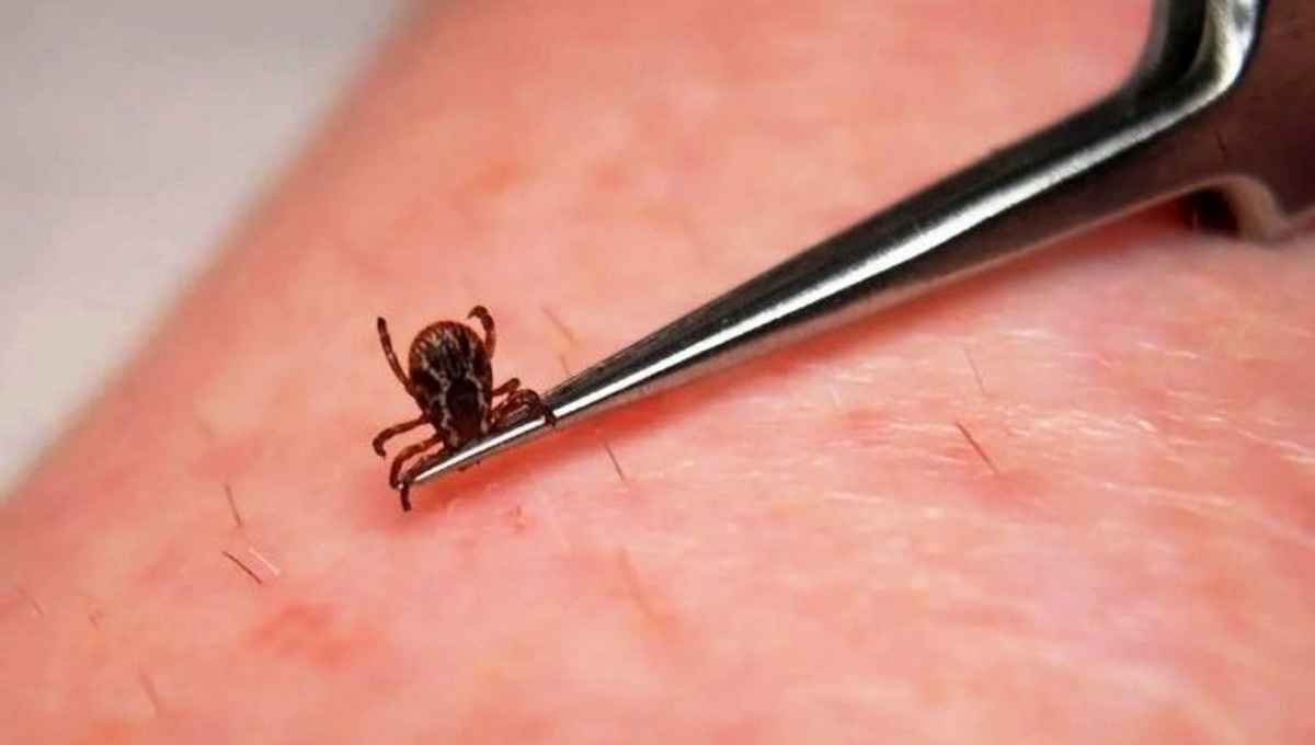 Где в Беларуси лютуют клещи? Эпидемиологи показали на карте