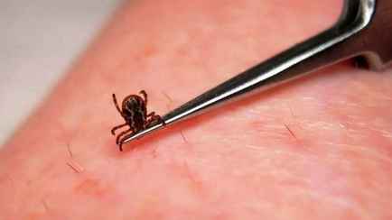 Где в Беларуси лютуют клещи? Эпидемиологи показали на карте