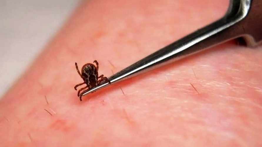 Где в Беларуси лютуют клещи? Эпидемиологи показали на карте