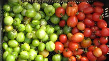 Как ускорить дозревание сорванных помидоров? Положите к ним это