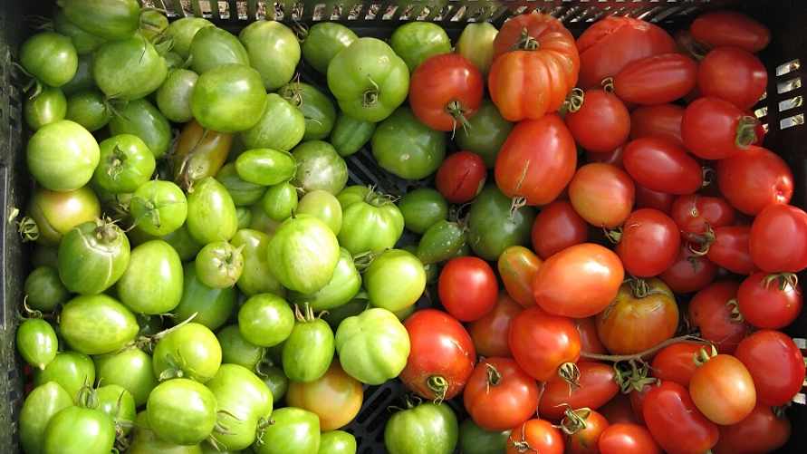 Как ускорить дозревание сорванных помидоров? Положите к ним это