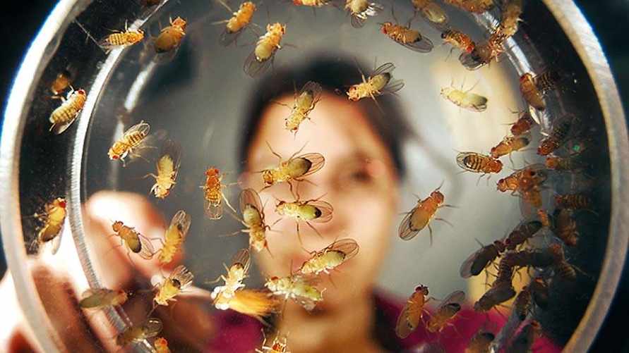 Эта смесь поможет избавиться от плодовых мушек всего за ночь. Сделайте и оставьте на окне