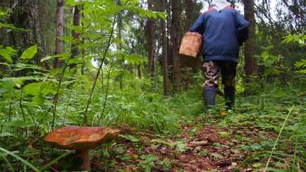 Под Гомелем женщина съела ядовитый гриб и умерла. Как отличить ложные от настоящих?