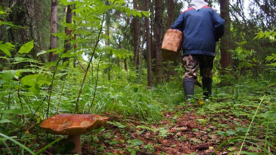 Под Гомелем женщина съела ядовитый гриб и умерла. Как отличить ложные от настоящих?