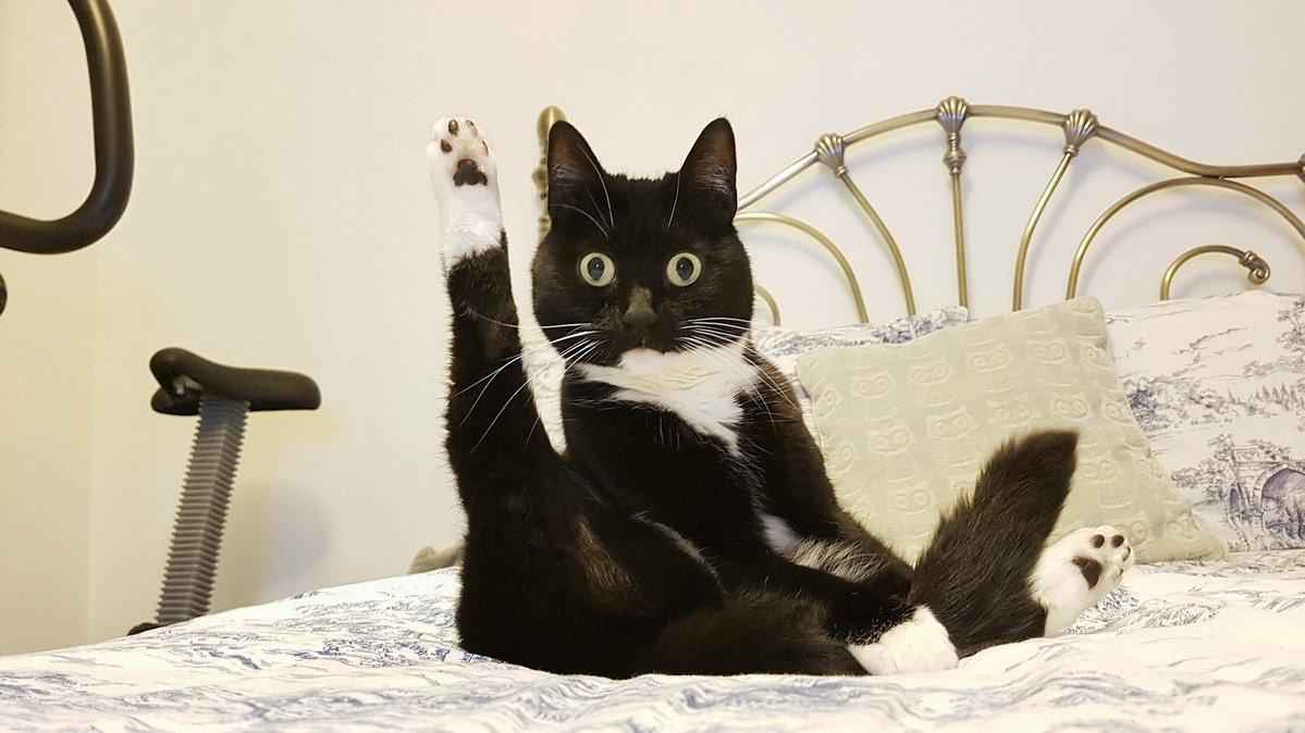 Почему почти все кошки отзываются на "кис-кис"? Мало кто знает эту причину