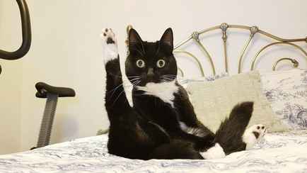 Почему почти все кошки отзываются на «кис-кис»? Мало кто знает эту причину