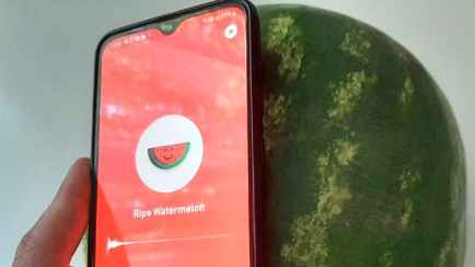 В России разработали приложение для определения спелости арбузов