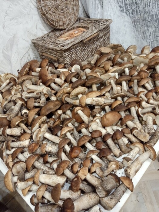 Белорусские рынки завалили грибами по 5 рублей за литр. А что в лесах?