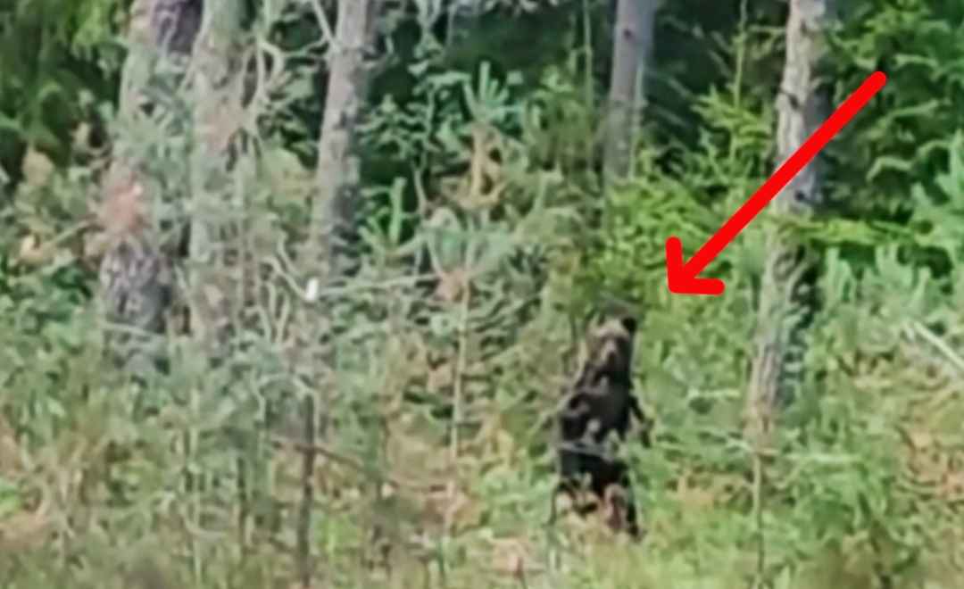 "Он рычит. Это чё?" - Грибники под Борисовом встретили медведя. А грибы собрали?