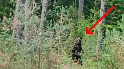 «Он рычит. Это чё?» — Грибники под Борисовом встретили медведя. А грибы собрали?