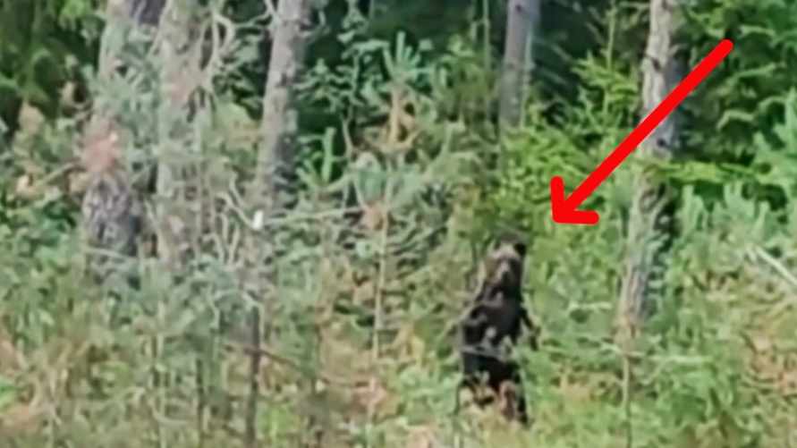 "Он рычит. Это чё?" - Грибники под Борисовом встретили медведя. А грибы собрали?