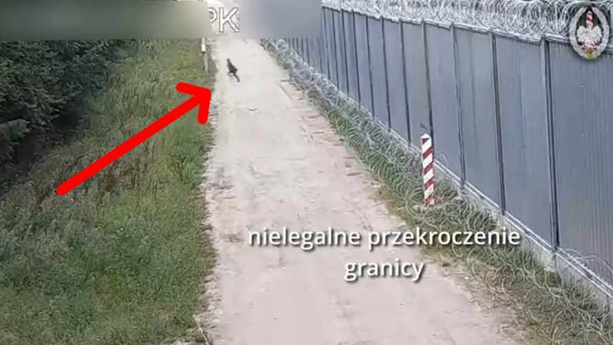Польские пограничники показали, что стало с нелегалом, который перебрался через стену на границе с Беларусью