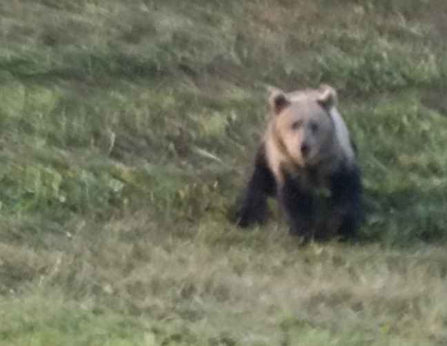 Фото: https://t.me/chervenby