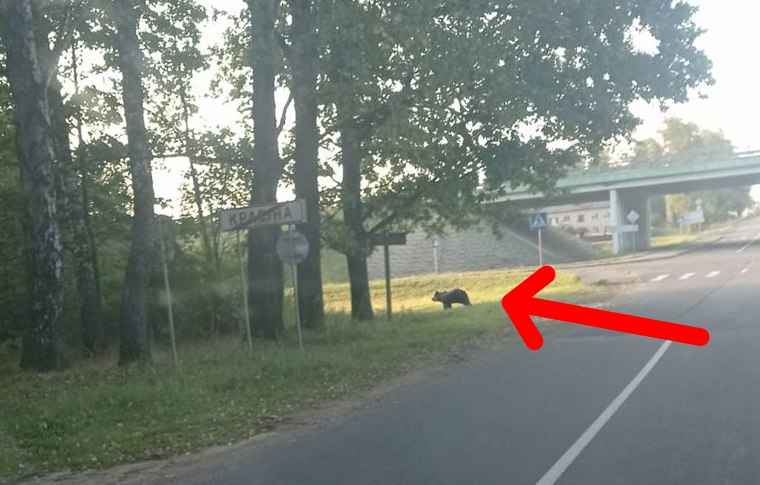 Ночует "в кукурузе за магазином" - Под Червенем рядом с домами поселился медведь