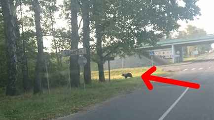 Ночует «в кукурузе за магазином» — Под Червенем рядом с домами поселился медведь