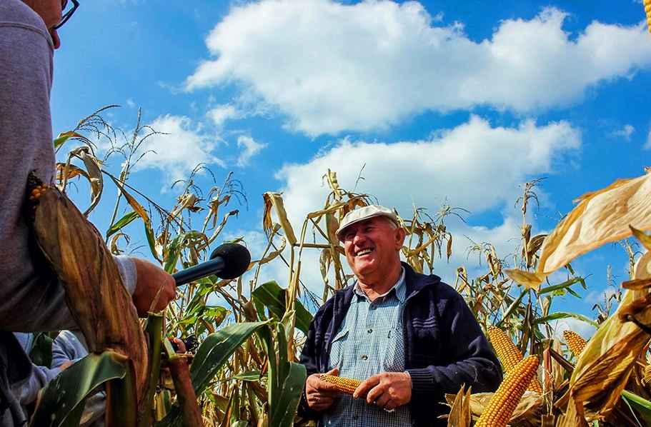 Сколько белорус должен сорвать кукурузы в поле, чтобы его посадили в тюрьму? Узнали и кому до 1110 рублей штрафа