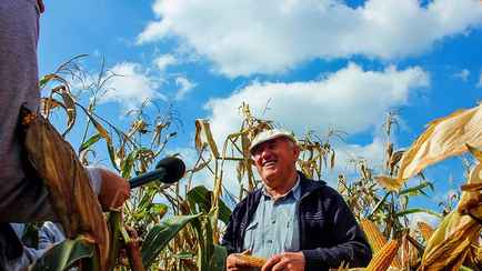 Сколько белорус должен сорвать кукурузы в поле, чтобы его посадили в тюрьму? Узнали и кому до 1110 рублей штрафа