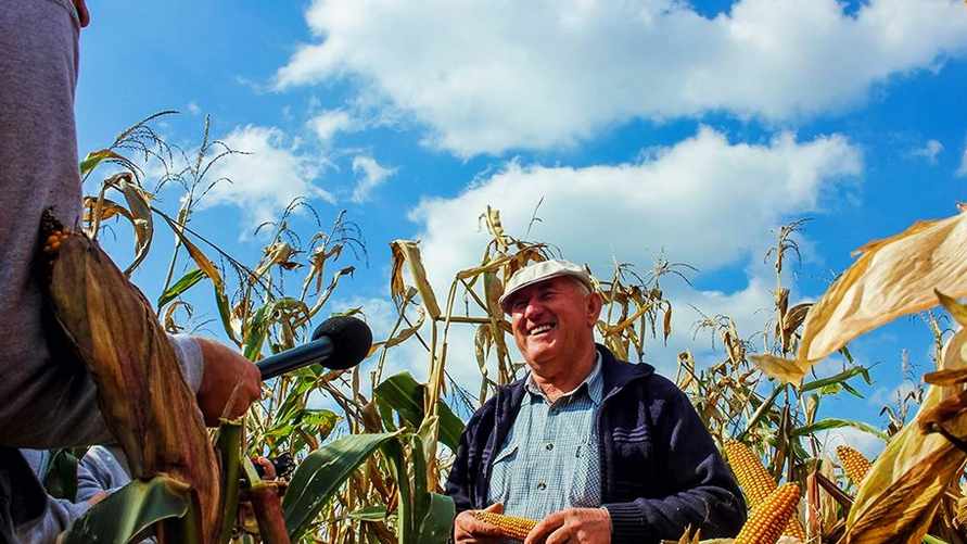 Сколько белорус должен сорвать кукурузы в поле, чтобы его посадили в тюрьму? Узнали и кому до 1110 рублей штрафа