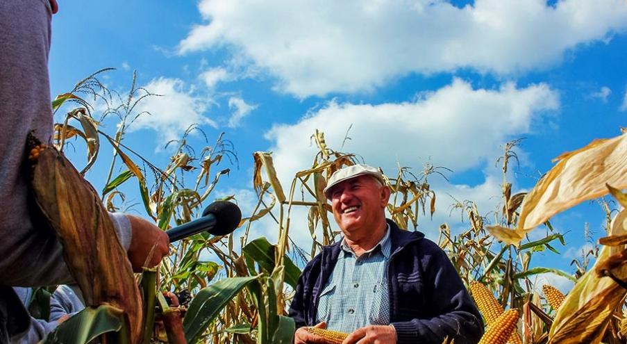 Однако за «сбор» кукурузы на колхозном поле полагаются