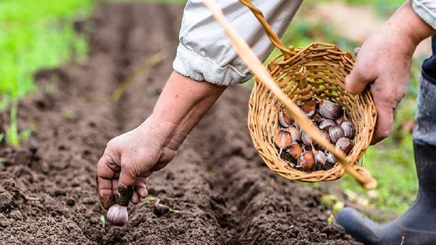 Когда сажать озимый чеснок? Насыпьте в лунки это — и получите обильный урожай