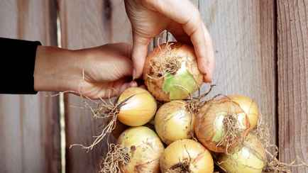 Как и где хранить лук? Так он не заплесневеет и будет твердым до 6 месяцев