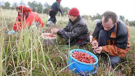 Узнали, где в Беларуси уже можно собирать клюкву и бруснику, а где за это пока грозит штраф