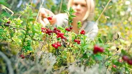 В Беларуси объявили о начале сбора клюквы и брусники. Как не нарваться на штраф в 740 рублей?