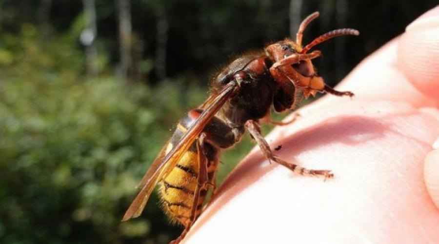 Фото иллюстрационное