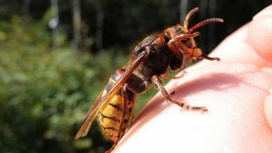 Фото иллюстрационное