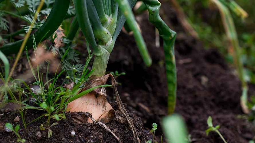 A closeup shot of garlic plant in the soil with a blurred background