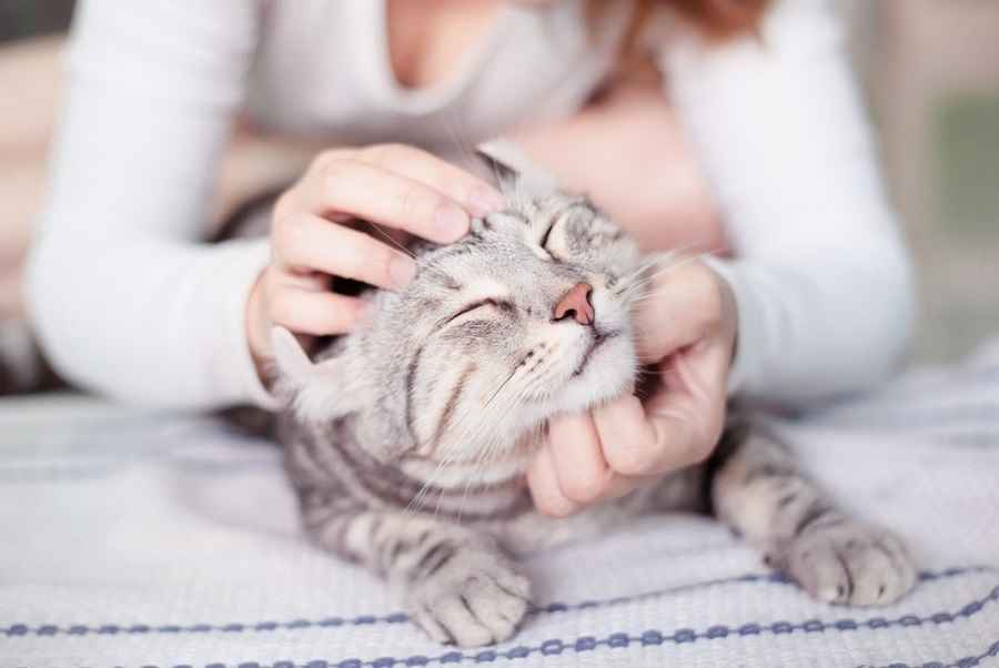 Как гладить кошку, чтобы ей было по-настоящему приятно? Узнали про 2 лучших и 3 худших места