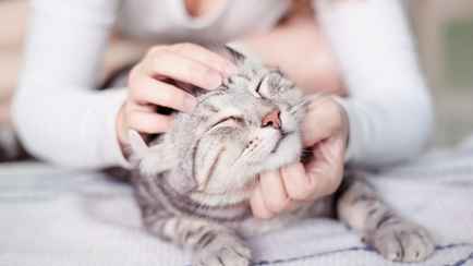 Как гладить кошку, чтобы ей было по-настоящему приятно? Узнали про 2 лучших и 3 худших места