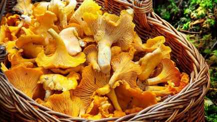 Как легко отмыть лисички от грязи? Сначала обваляйте их в этом