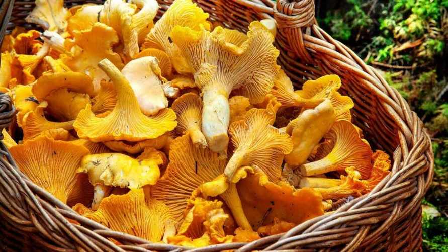 Как легко отмыть лисички от грязи? Сначала обваляйте их в этом