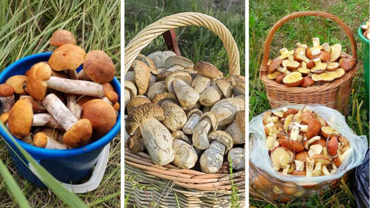 Белорусские рынки завалили грибами по 5 рублей за литр. А что в лесах?