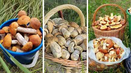 Белорусские рынки завалили грибами по 5 рублей за литр. А что в лесах?