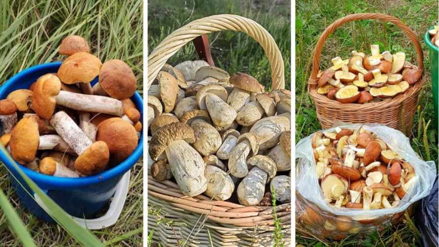 Белорусские рынки завалили грибами по 5 рублей за литр. А что в лесах?