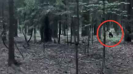 «Буквально в 100 метрах от дома» — Под Минском вновь заметили медведя
