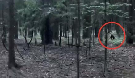 «Буквально в 100 метрах от дома» — Под Минском вновь заметили медведя