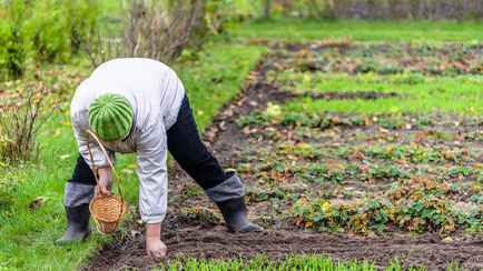 Что еще можно успеть посадить на огороде в августе? Урожаем будете довольны